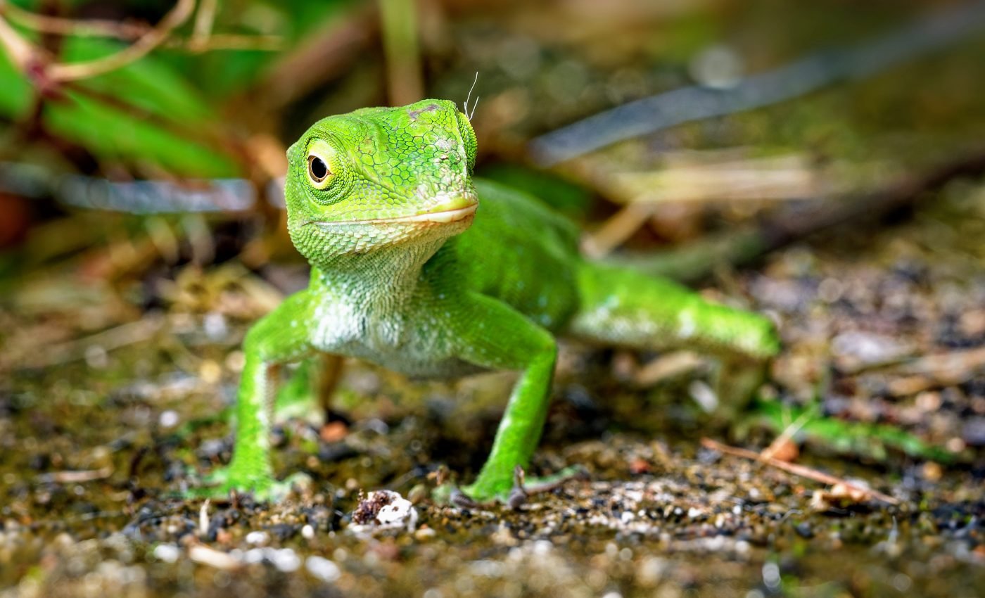 Anole lizards have adapted their own version scuba diving
