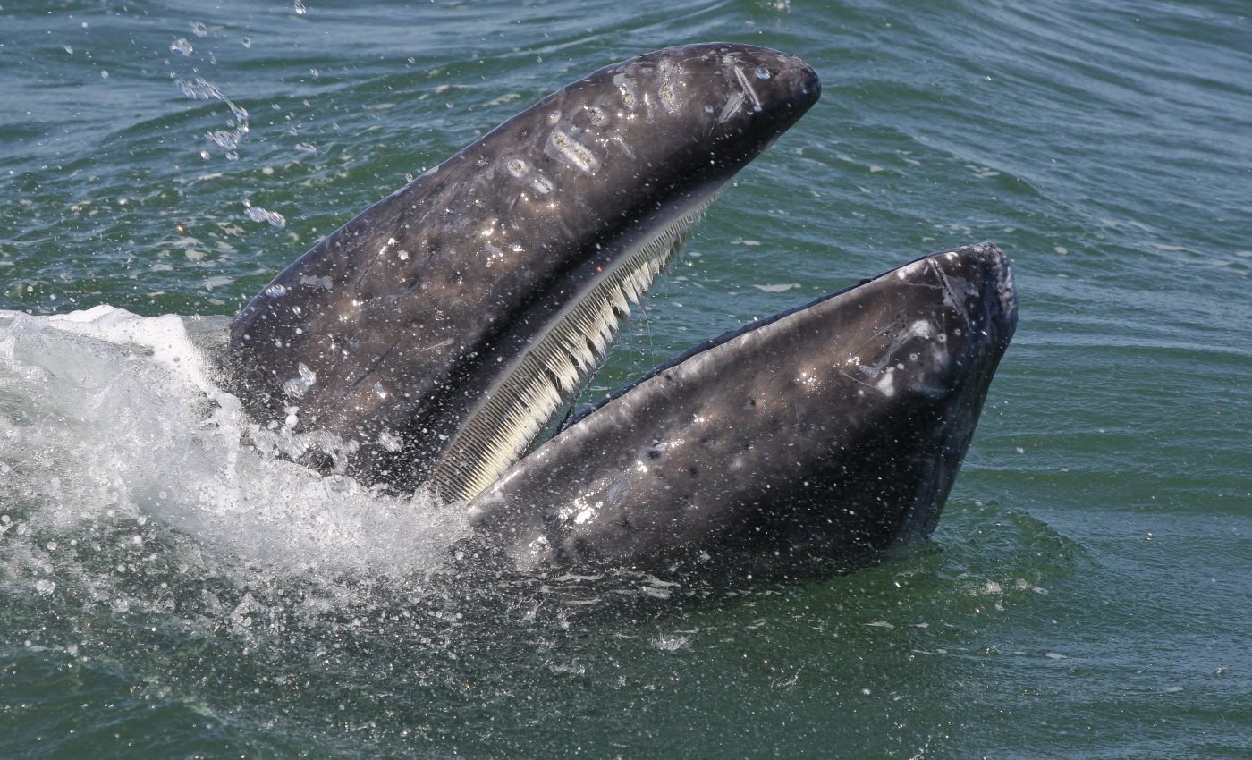 Some ancient whales had both teeth and baleen