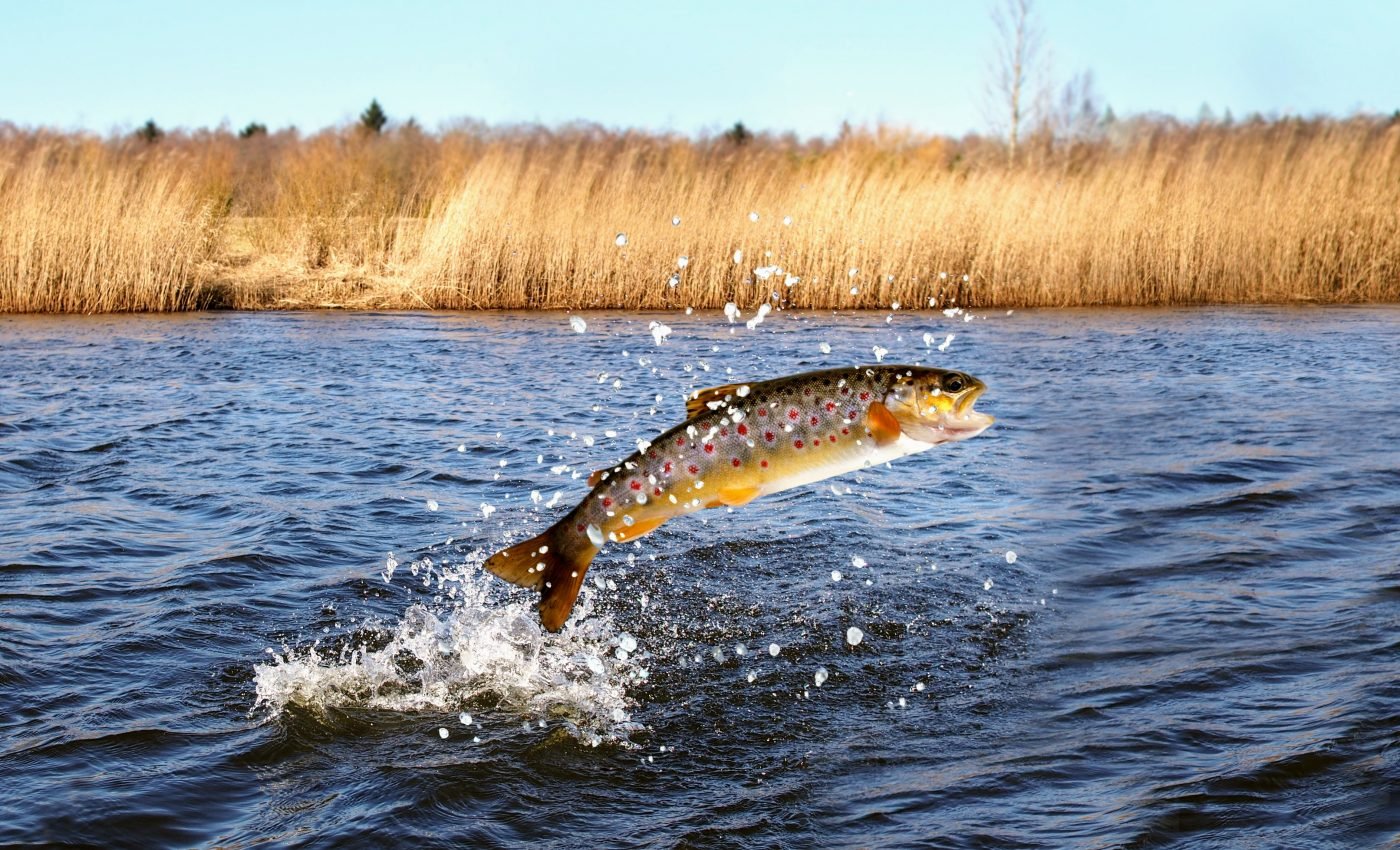 Salmon virus has spread from the Atlantic to the Pacific