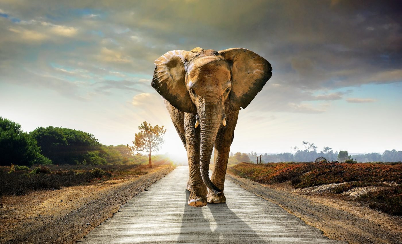 Wild elephants track the scents of others in their path