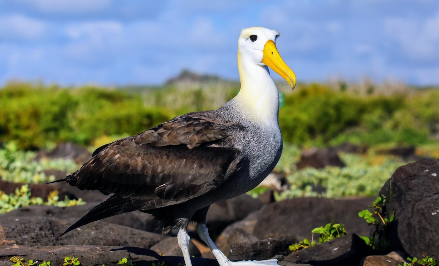 Declining reproductive success in seabirds is a red flag for ocean health