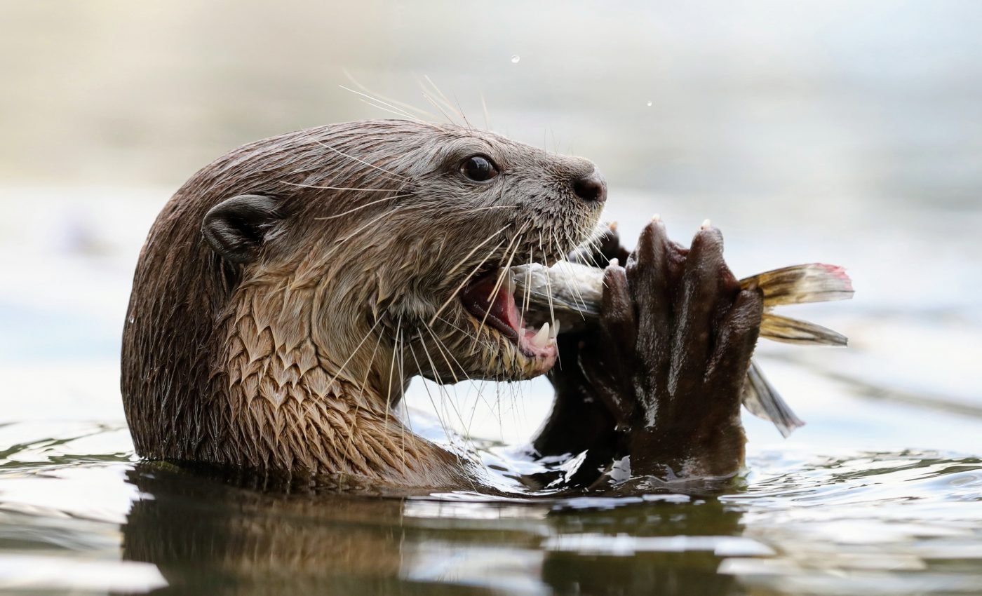 Neotropical river otters use complex vocalizations