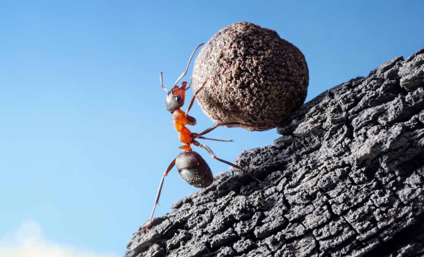 Parasites help worker ants live longer lives