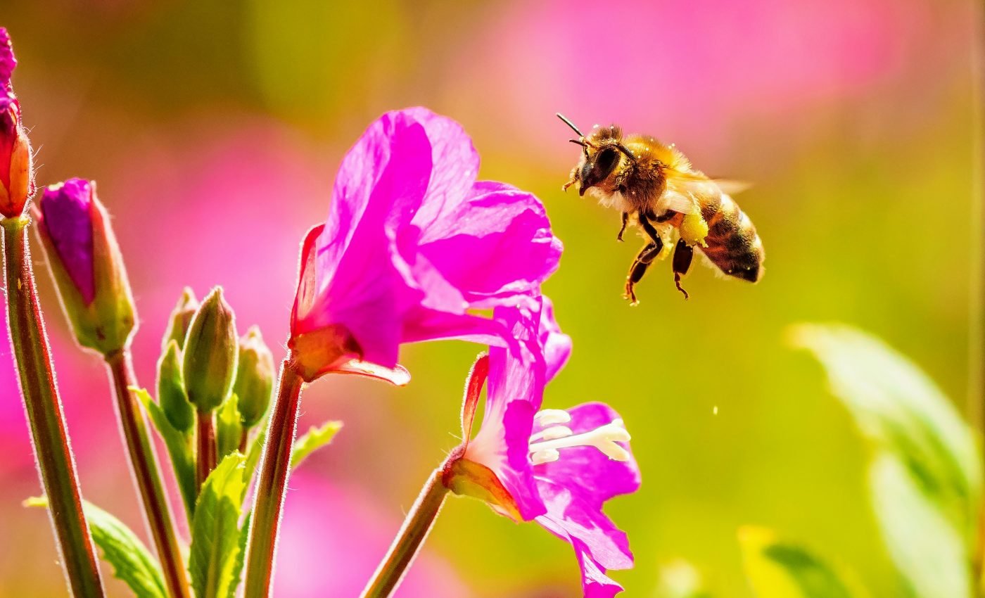 Tiny technology protects bees from insecticides