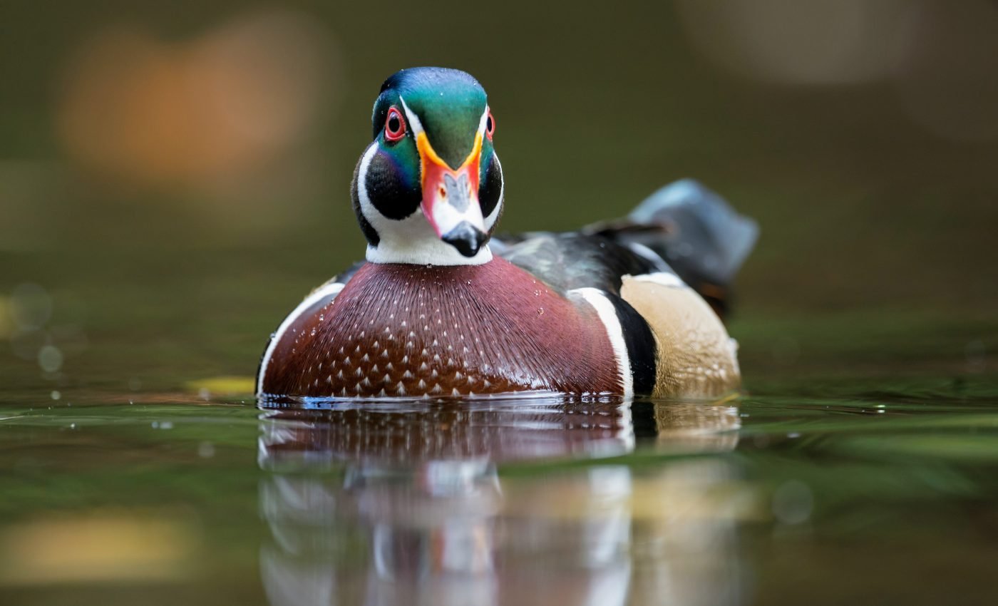 How ducks balance water pressure while diving