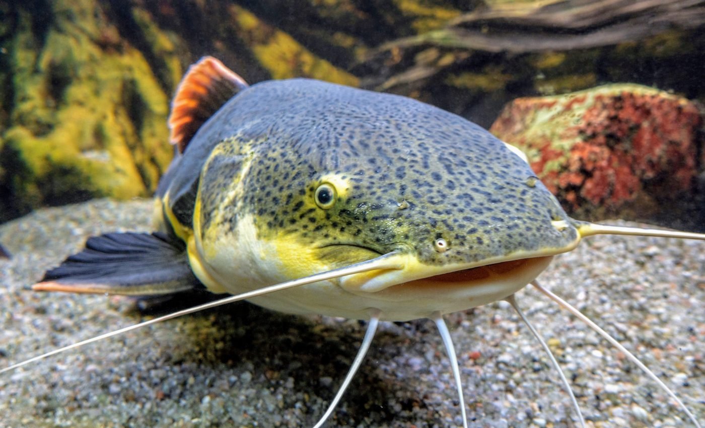 Changes in fish biodiversity lead to lower nutritional quality
