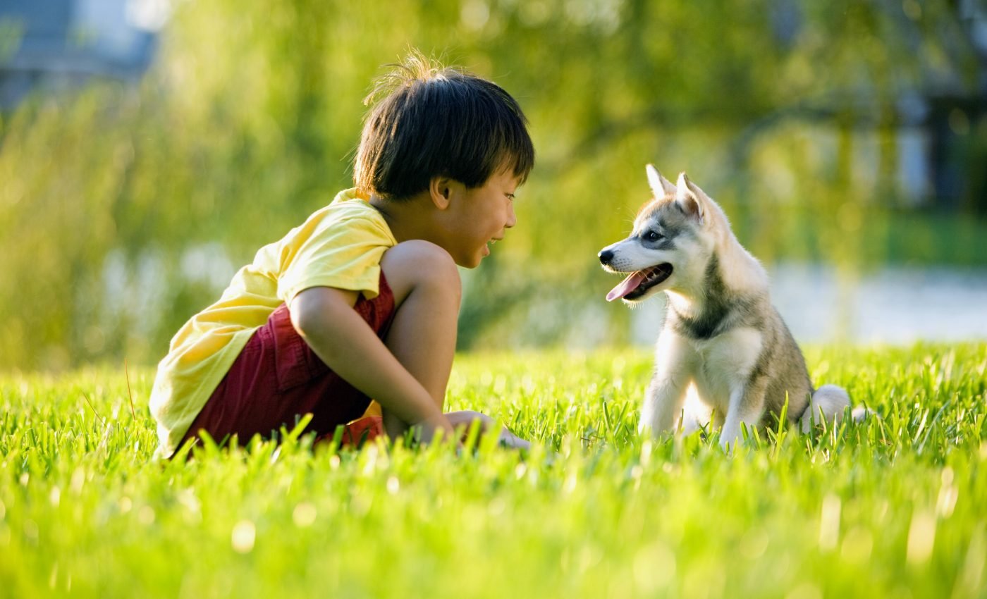 Puppies can communicate with people at a very young age