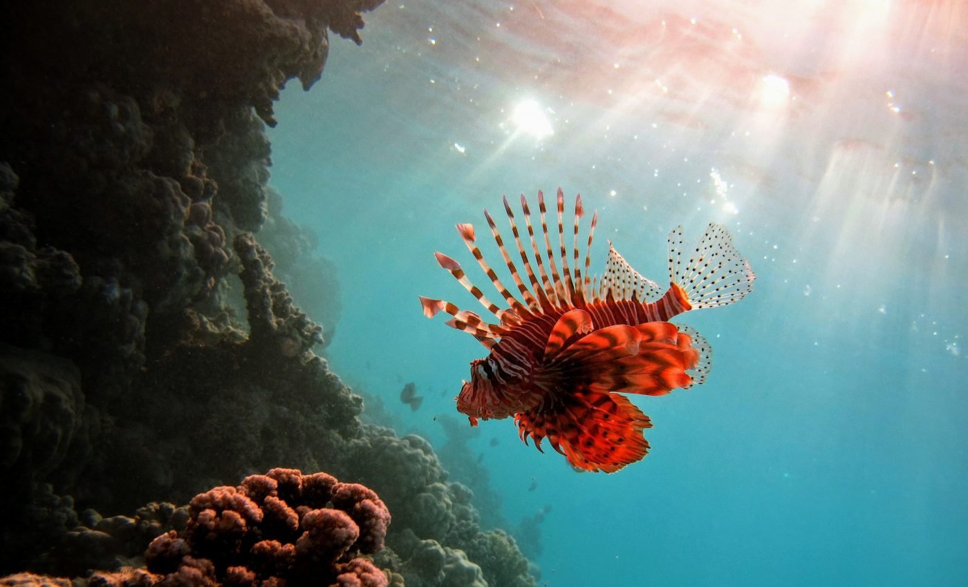 Predatory lionfish have arrived in the South Atlantic