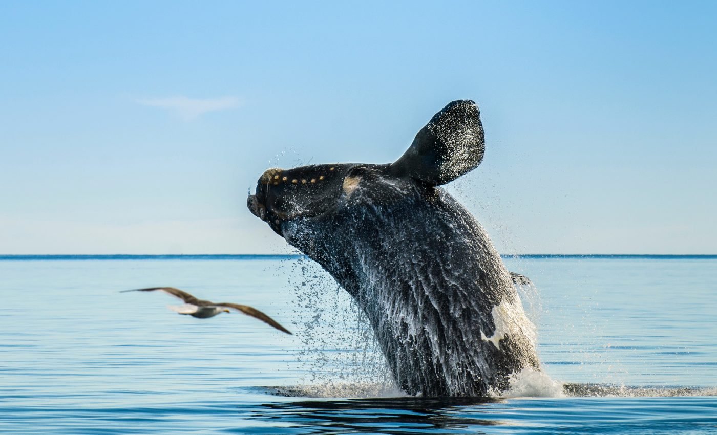 North Atlantic right whales are getting shorter