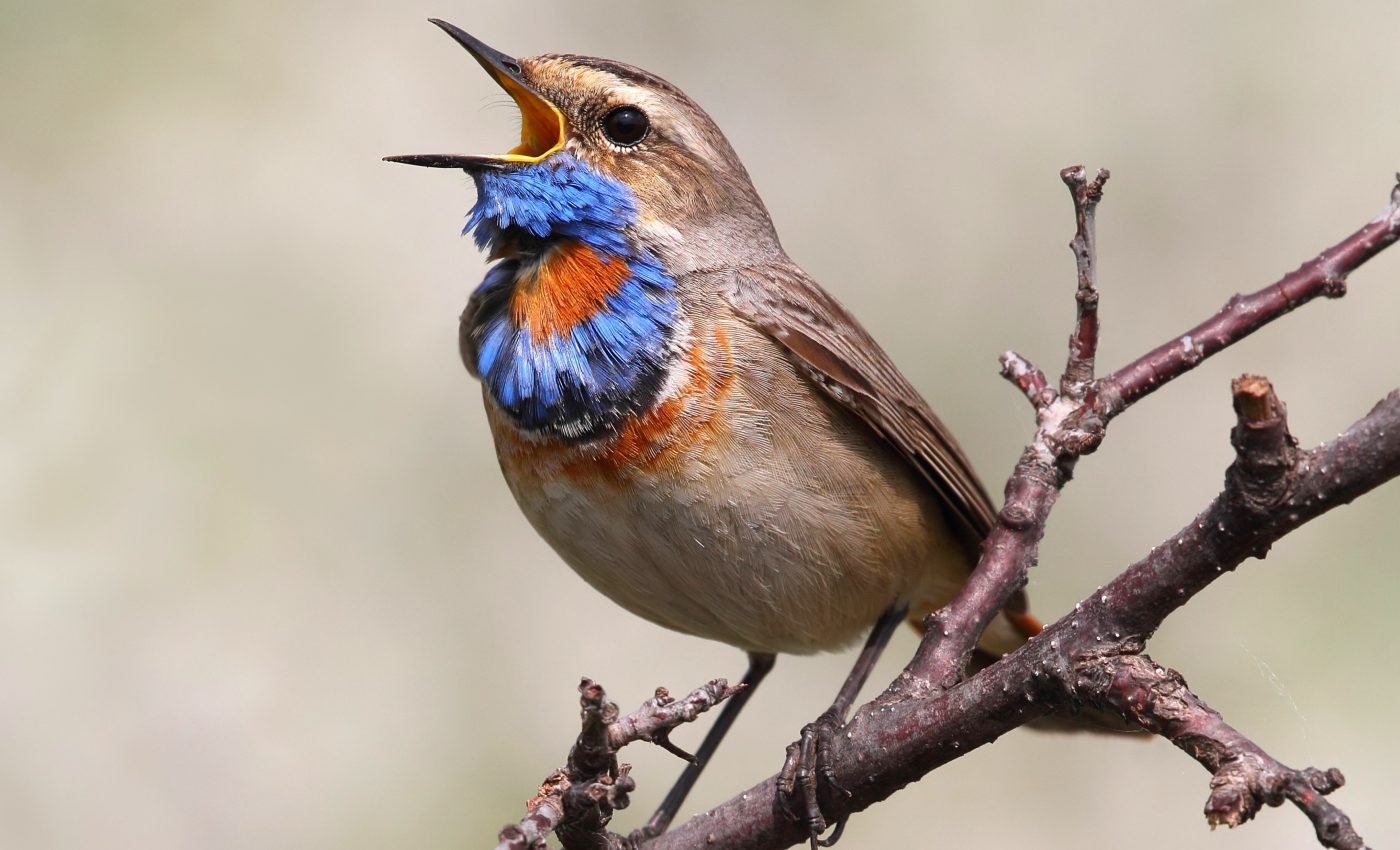 Songbirds can control single muscle fibers while singing