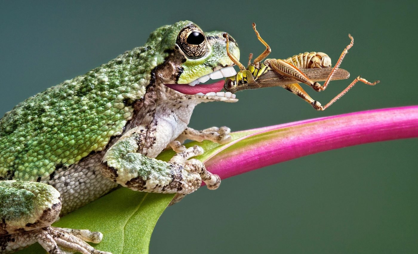 Frogs have lost their teeth more than any other vertebrate