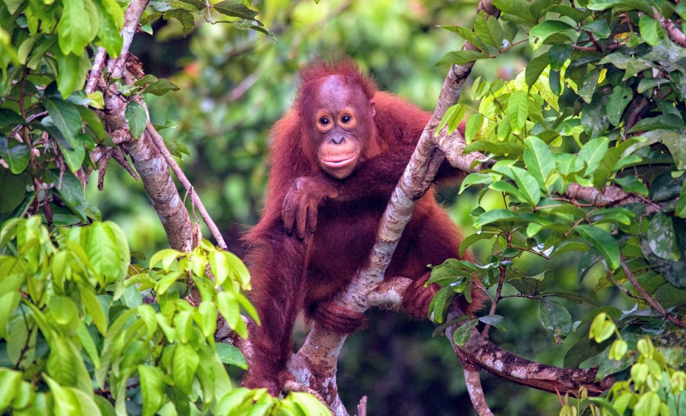 African great apes will lose most of their range in the next 30 years