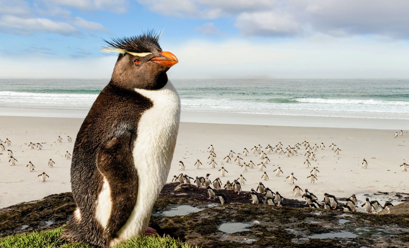 Drones can help monitor the health of remote seabird colonies