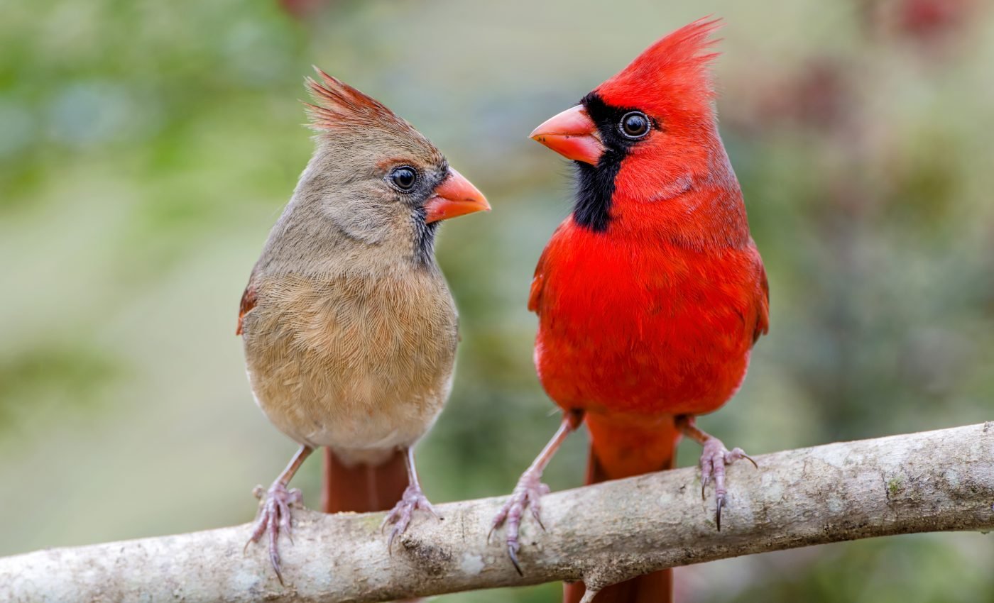 Noise pollution is changing which birds visit your backyard