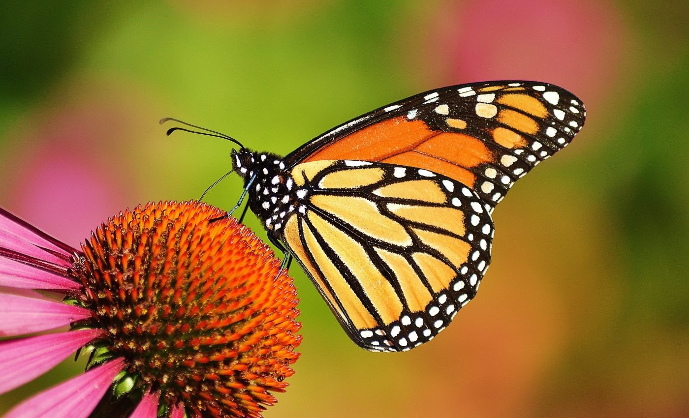 Butterflies and moths are struggling to adapt to climate change