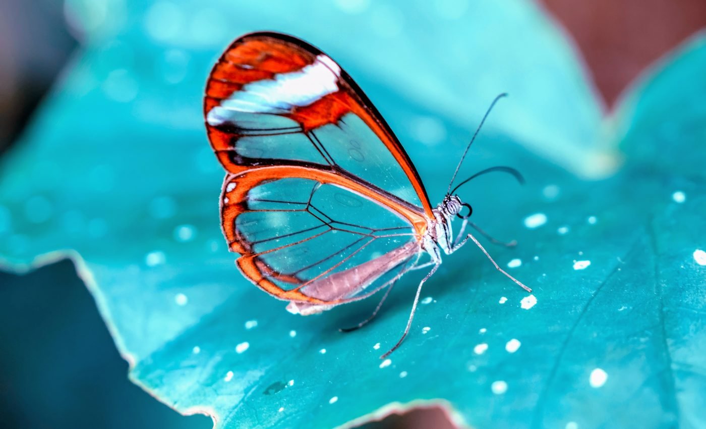 The glasswing butterfly has a unique type of transparency