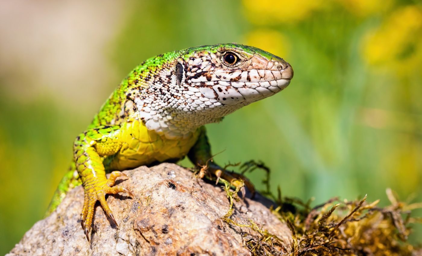 Strange prehistoric lizard was mistaken for a bird