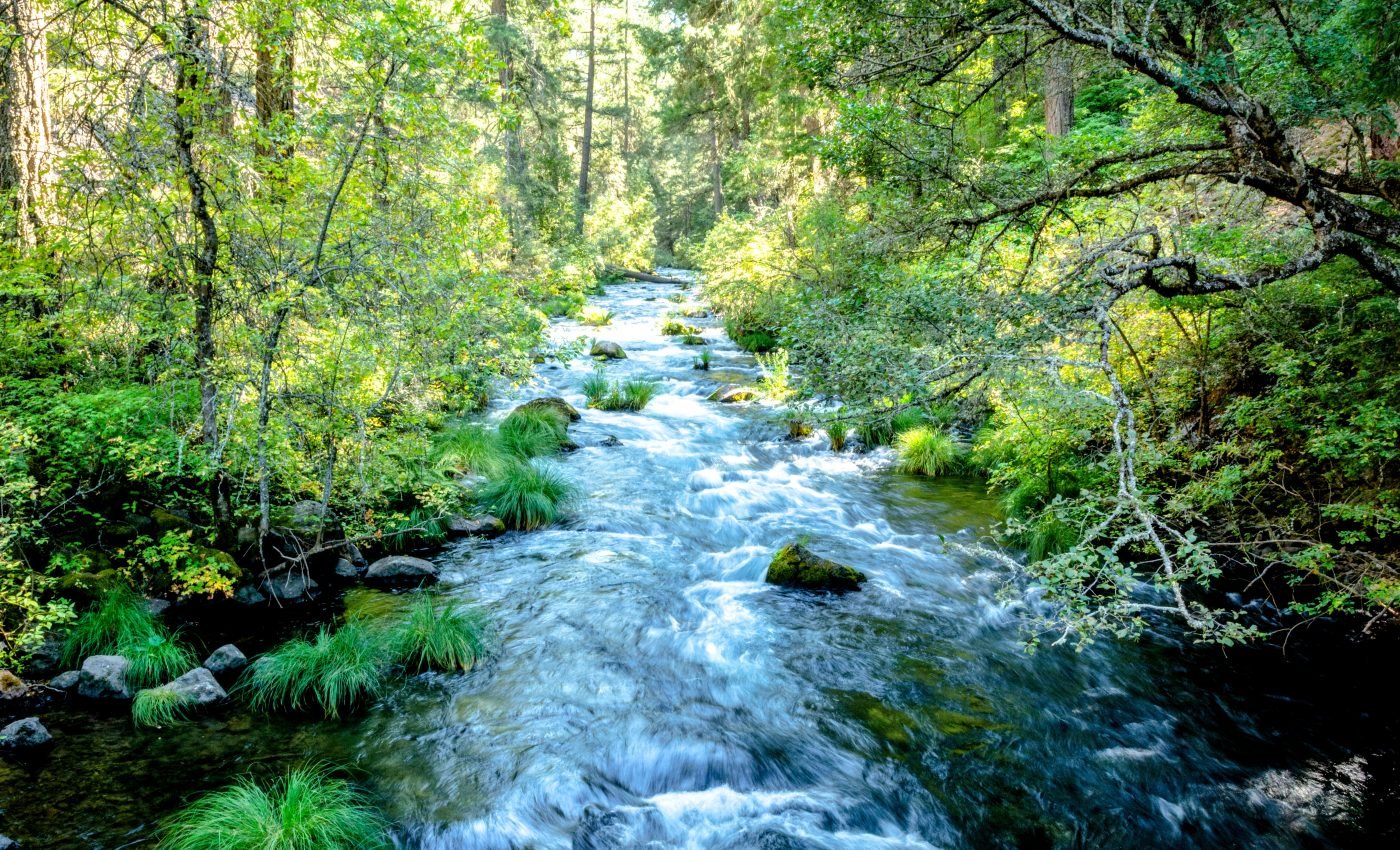 California's streamside forests are threatened by water management