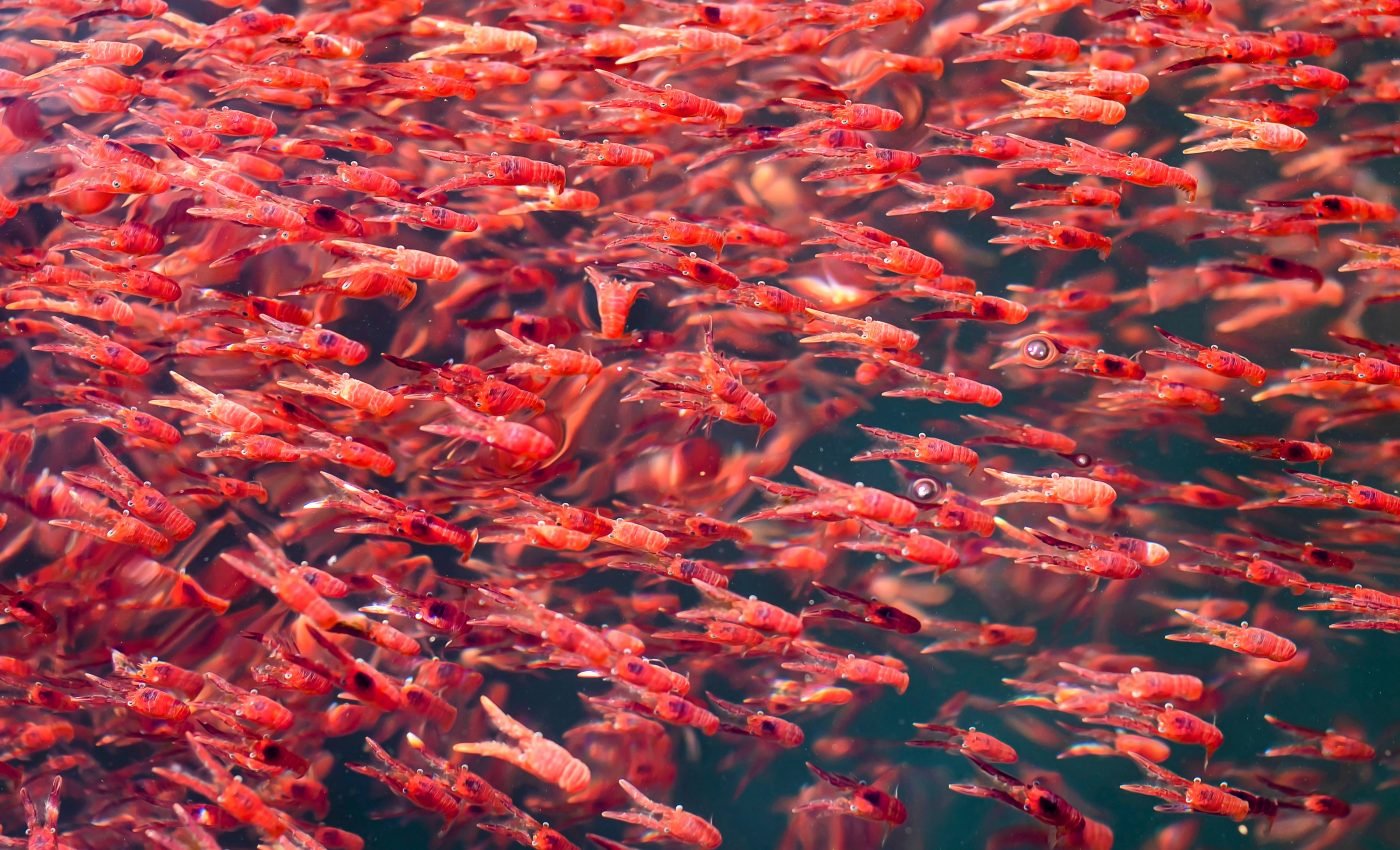 Krill face a double whammy of climate change