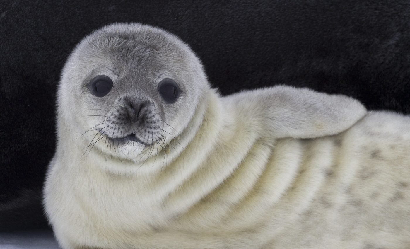 Young Weddell seals learn how to survive from their mothers