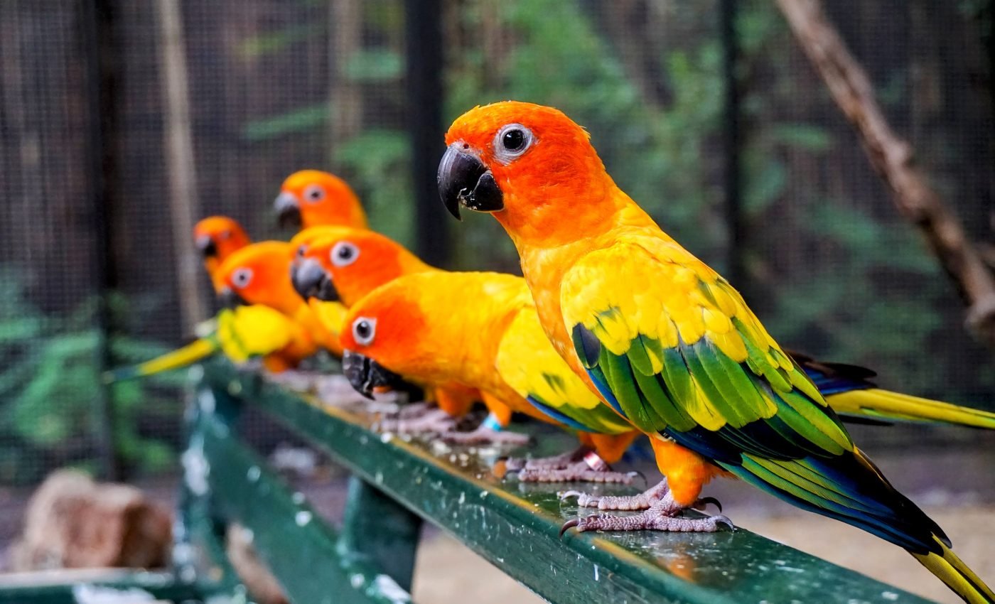 Imitation guides important social decisions among parrots