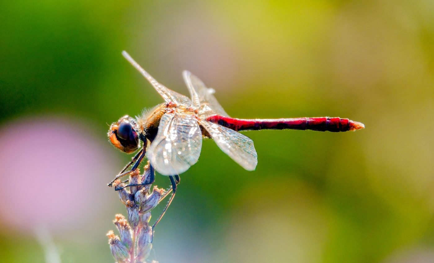 Some dragonflies are thriving in a warmer climate