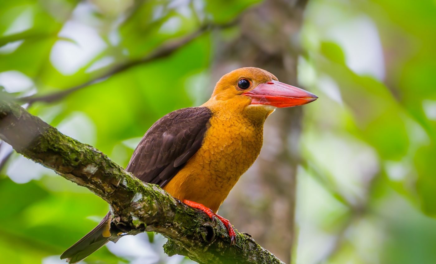 Physical changes in birds evolved separately from earlier migrations
