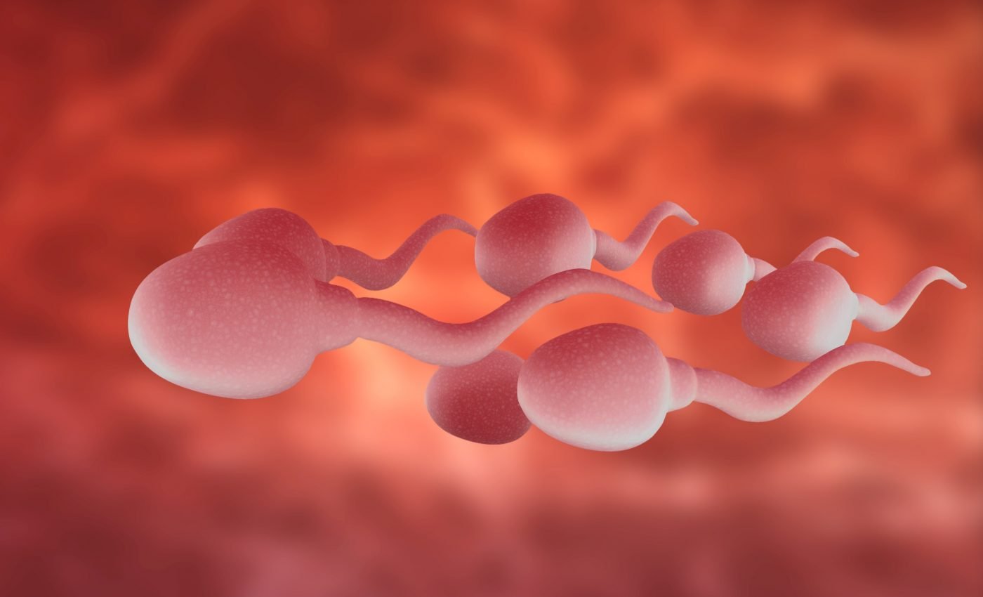 An answer to the mystery of sperm evolution