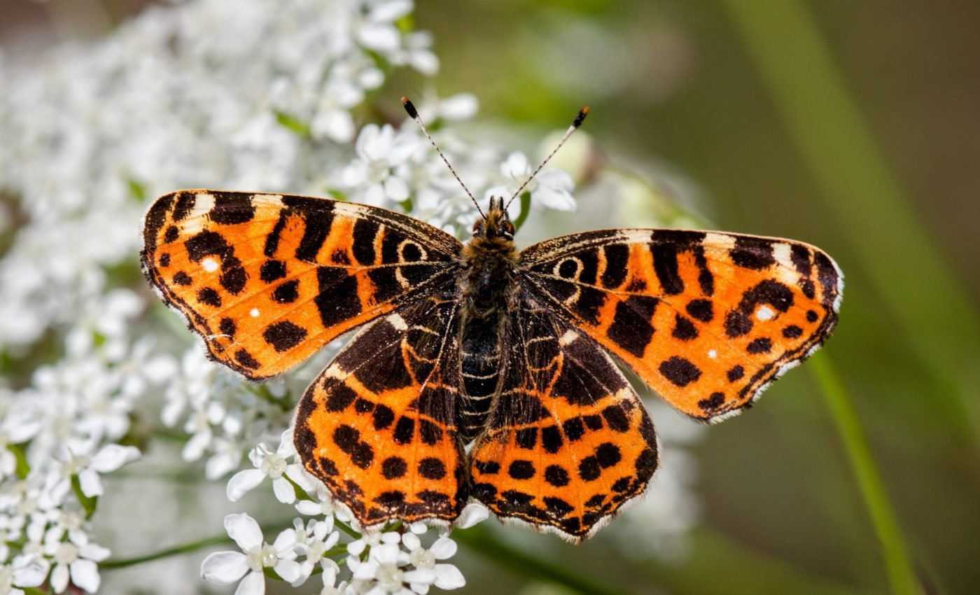 Painted Lady butterflies execute the longest known insect migration