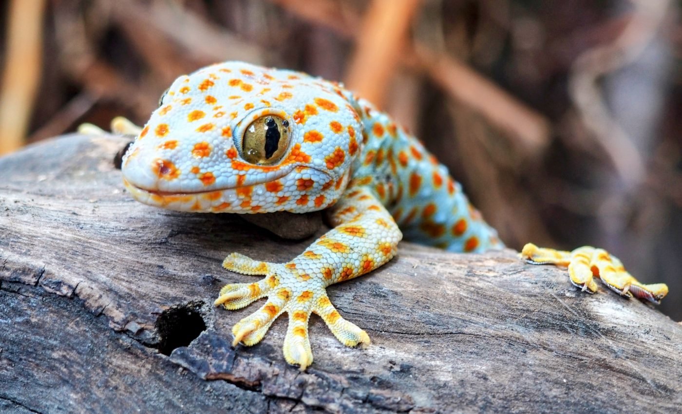 Geckos are skilled hunters even after they lose their tails