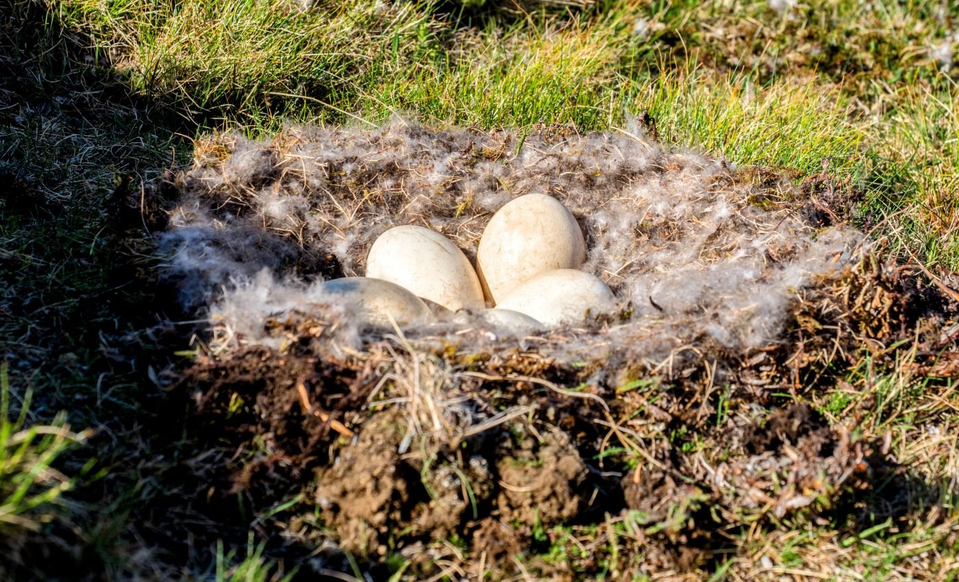 Dinosaur nursery discovered in the Arctic