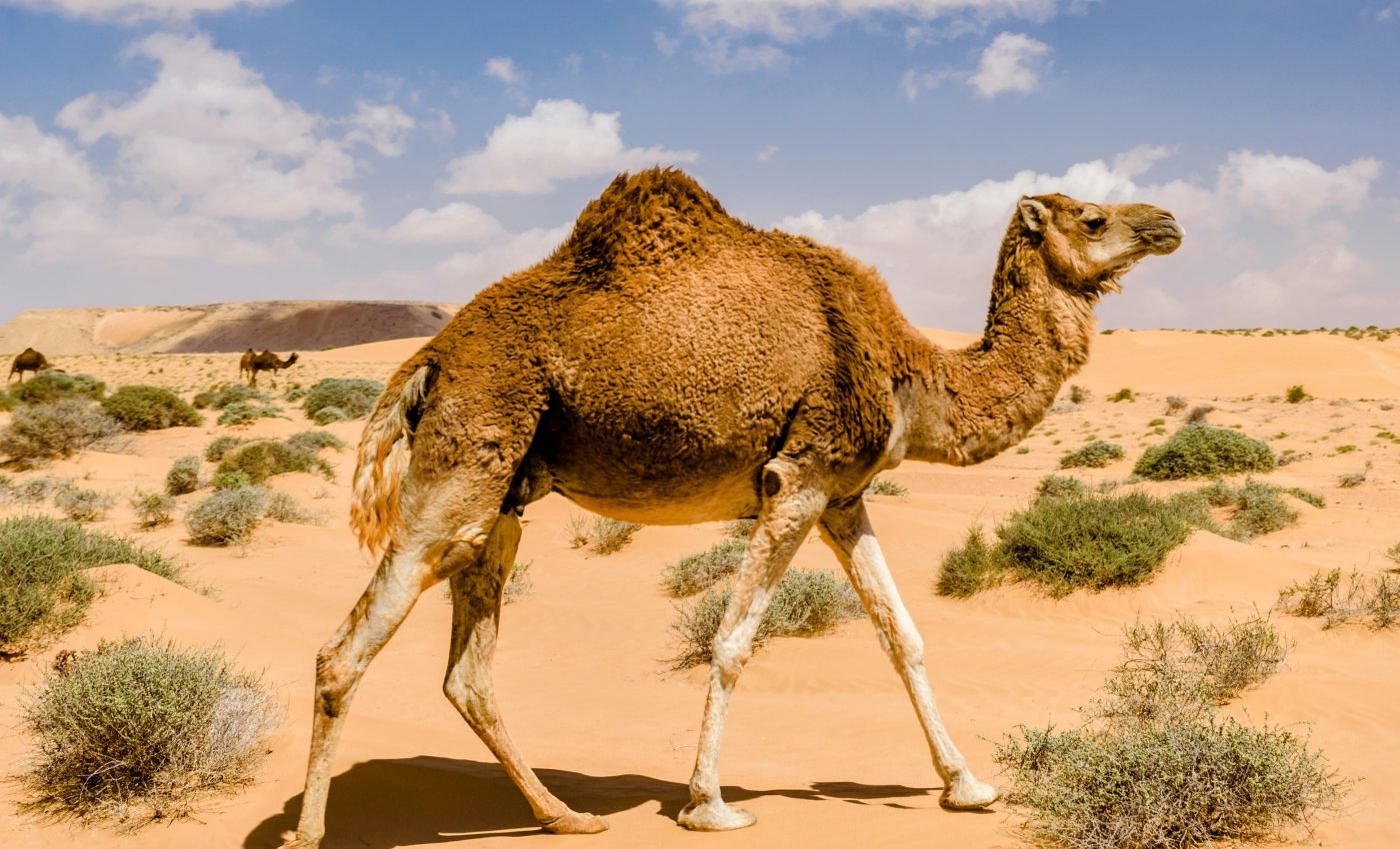 How do Arabian camels survive for weeks without water?