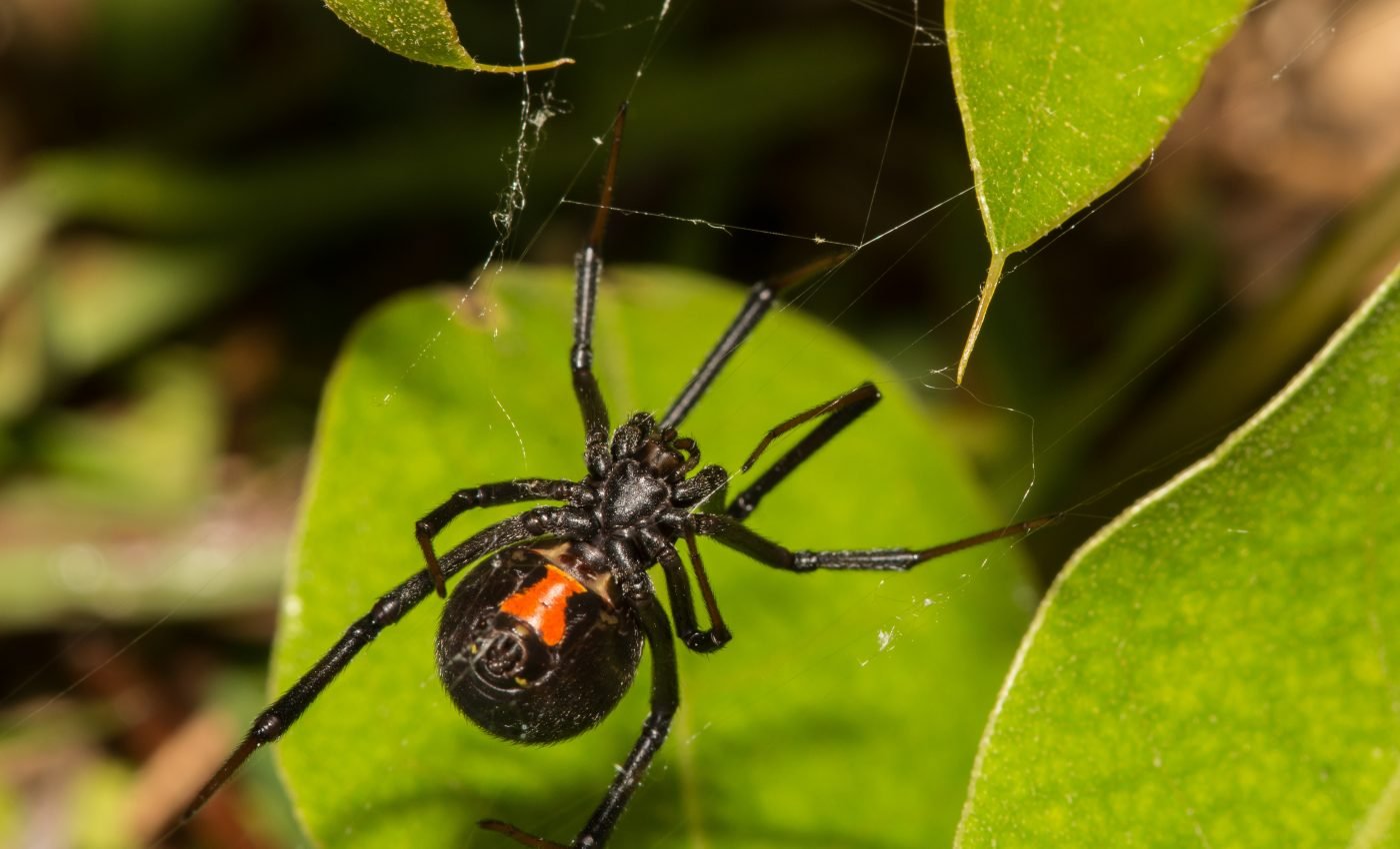 Snake-eating spiders live on every continent except Antarctica