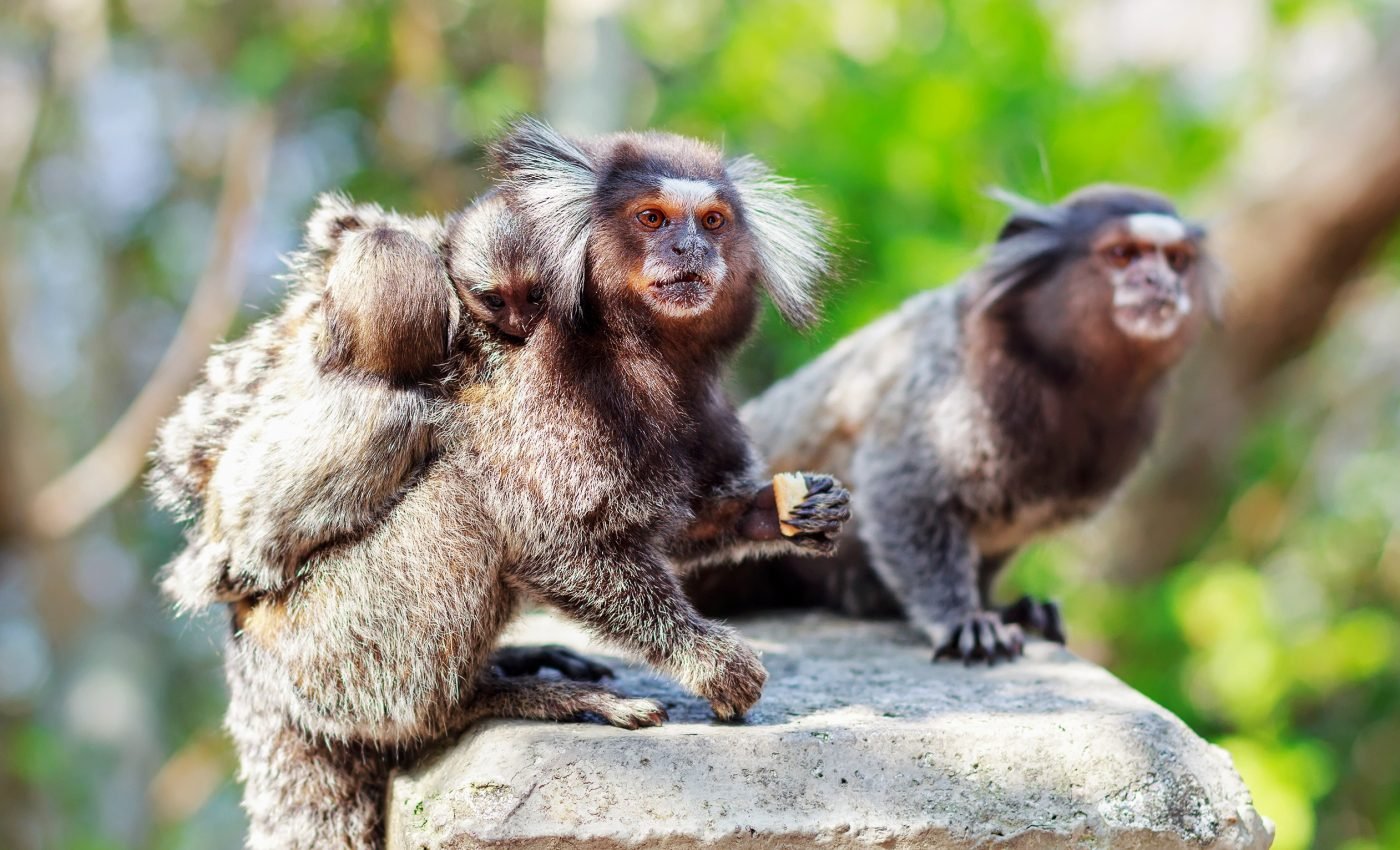 Monkeys depend on social interactions for language development