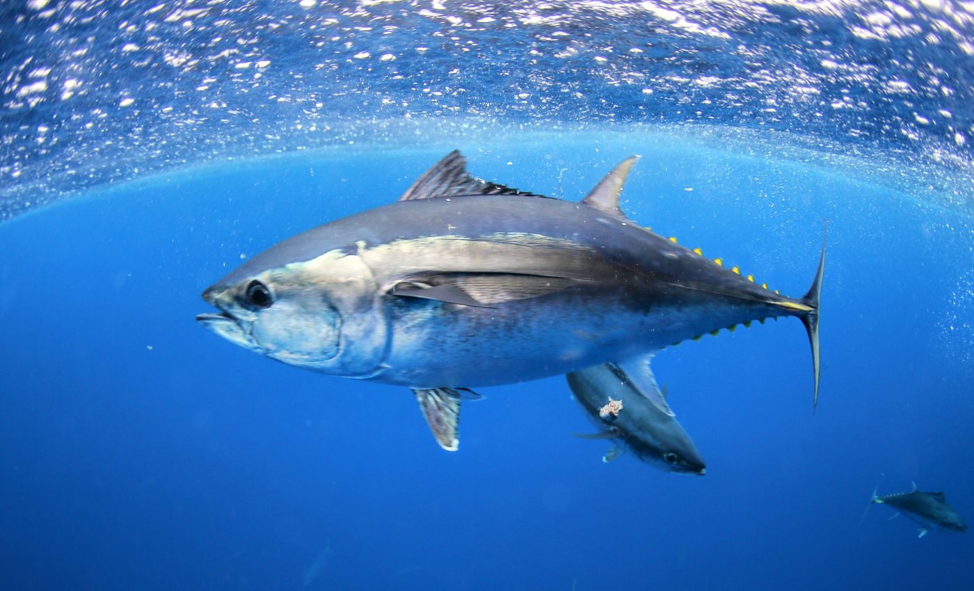 What advantages do warm-blooded fish have?