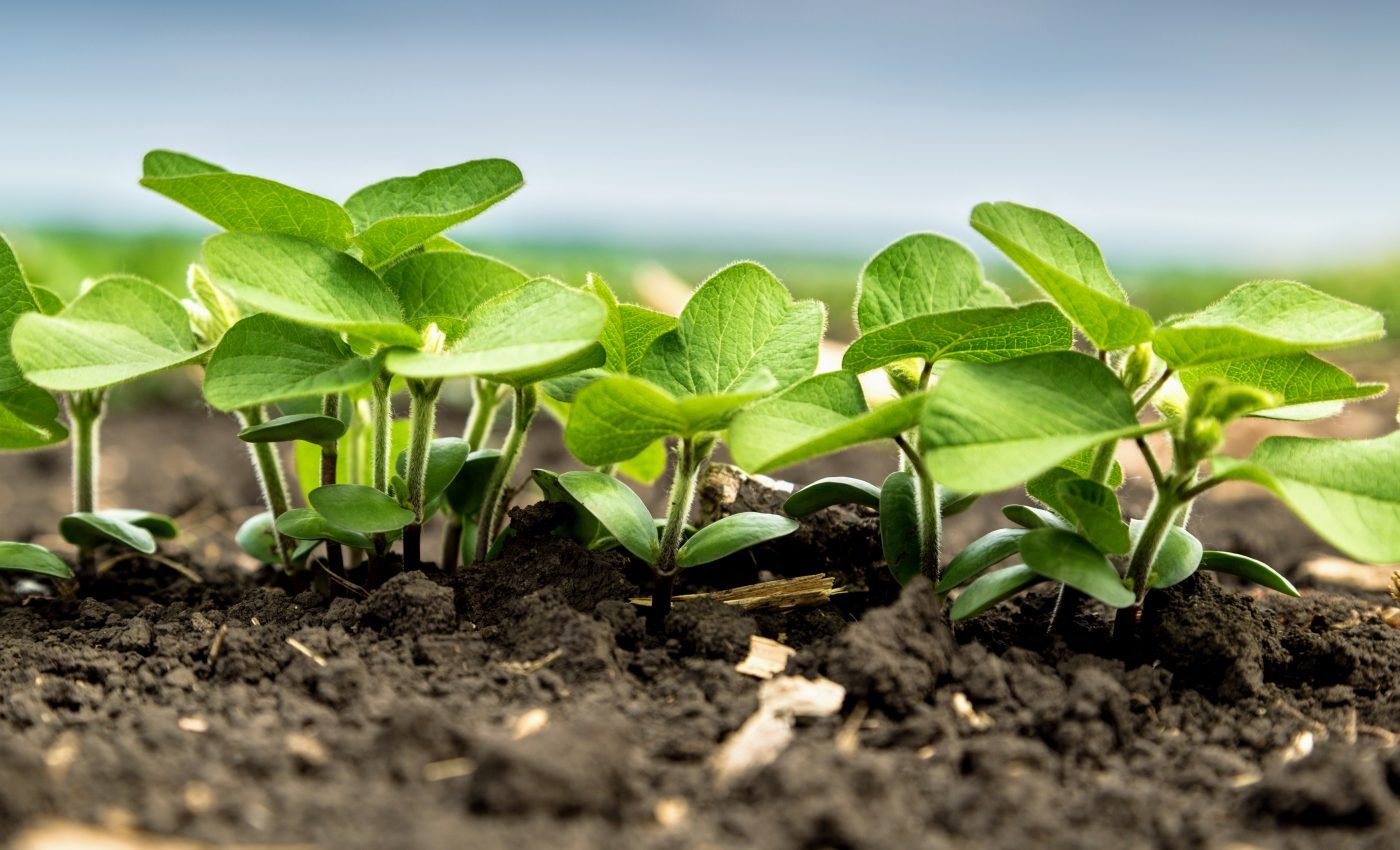 Ozone alters the behavior of plant roots