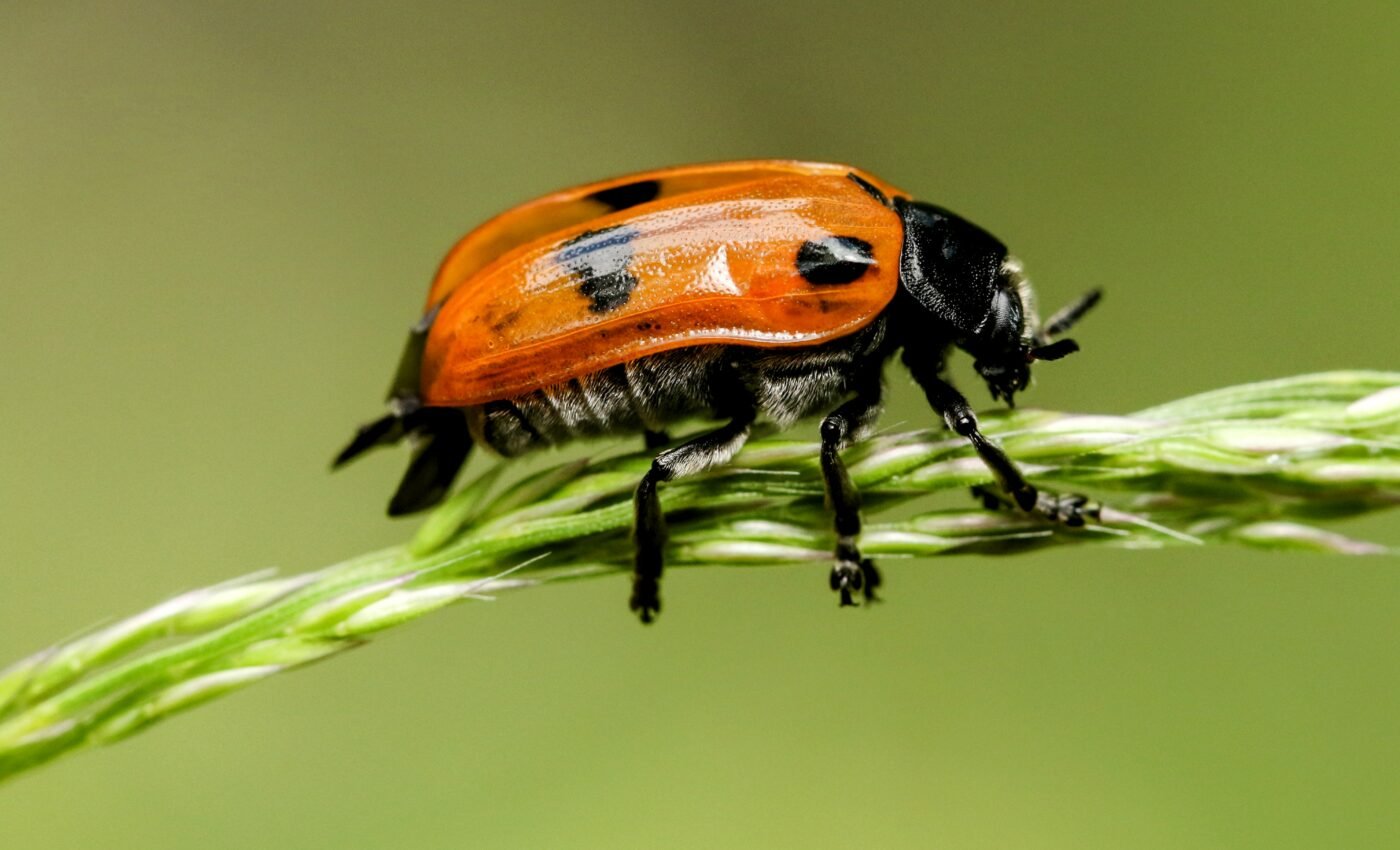 Spiny genitalia of seed beetles linked to reproductive success