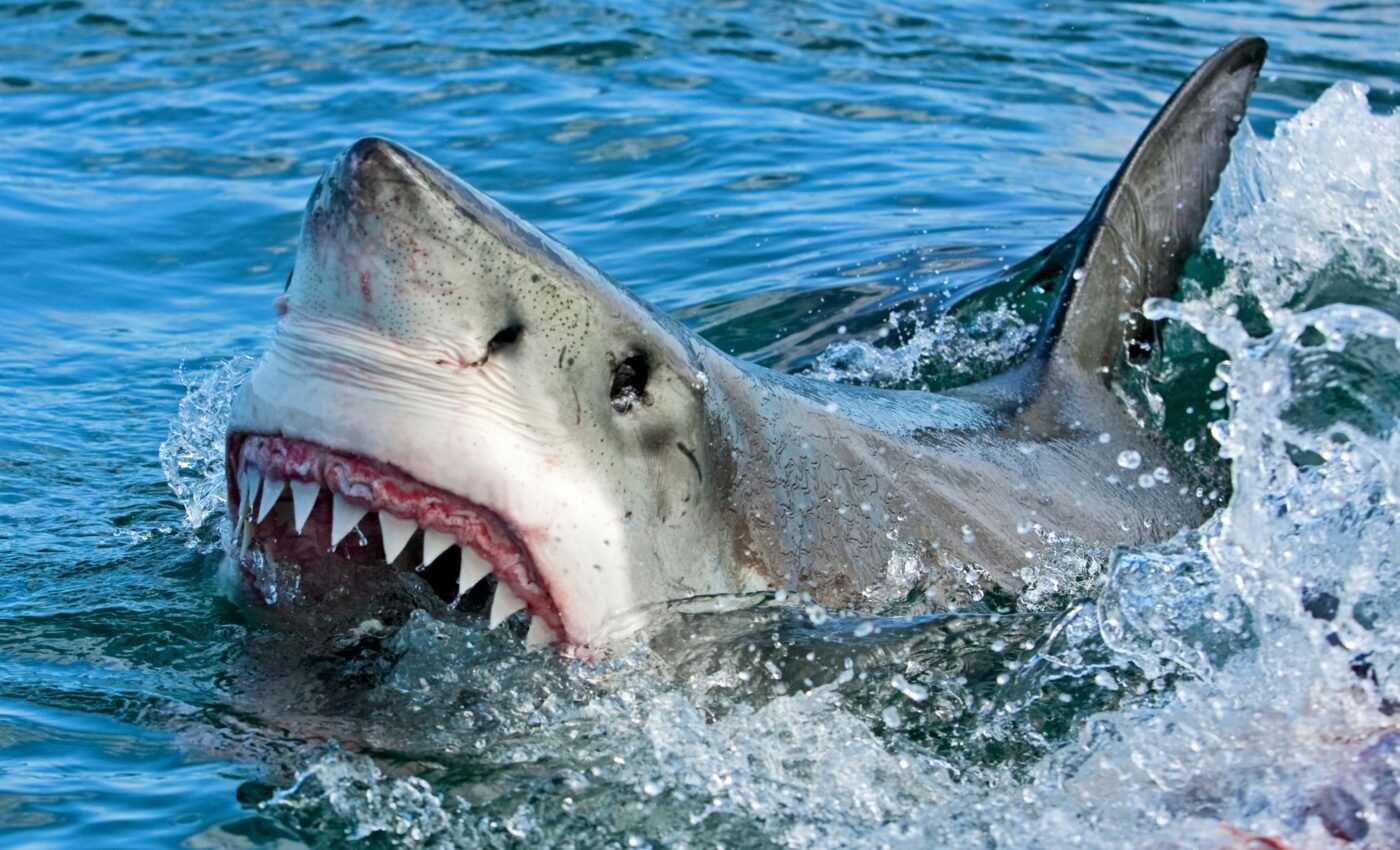 Shark diversity survived the dinosaur extinction