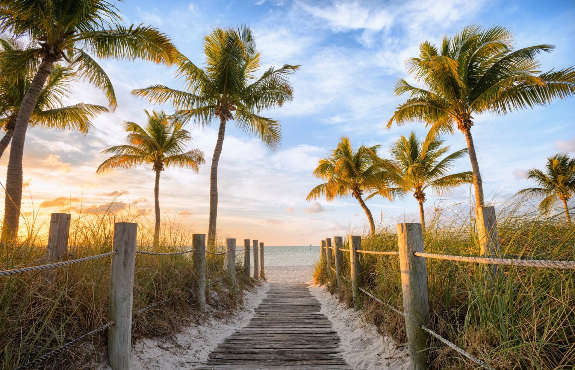 Insects from Jamaica transmit diseases to Florida palm trees