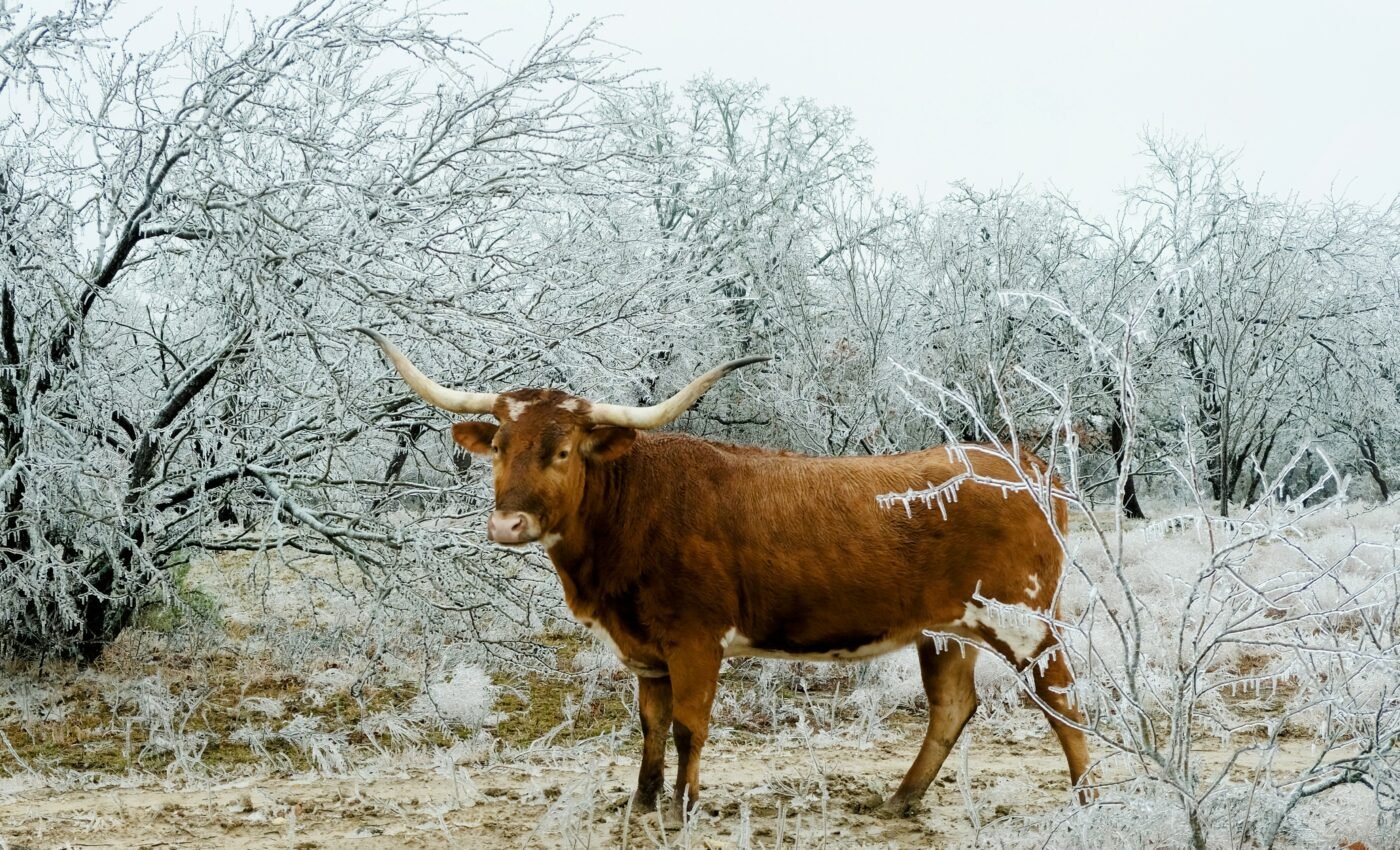 Arctic warming linked to extreme winter weather in the U.S.