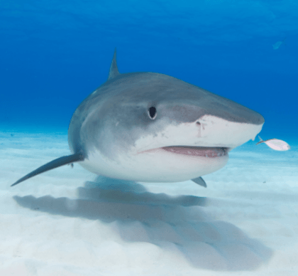 IUCN Red List: 37 percent of sharks are threatened