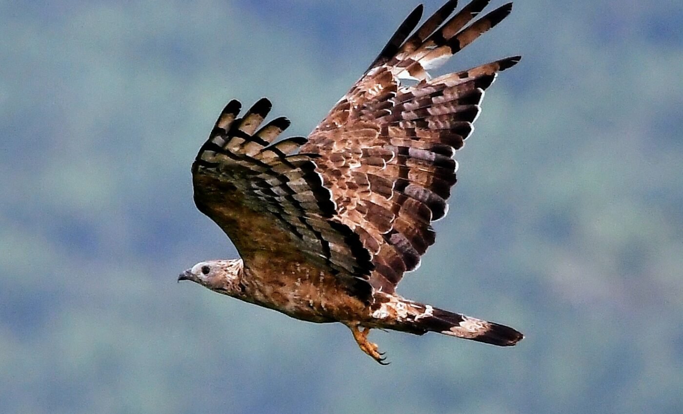 Land birds can fly hundreds of kilometers over open oceans