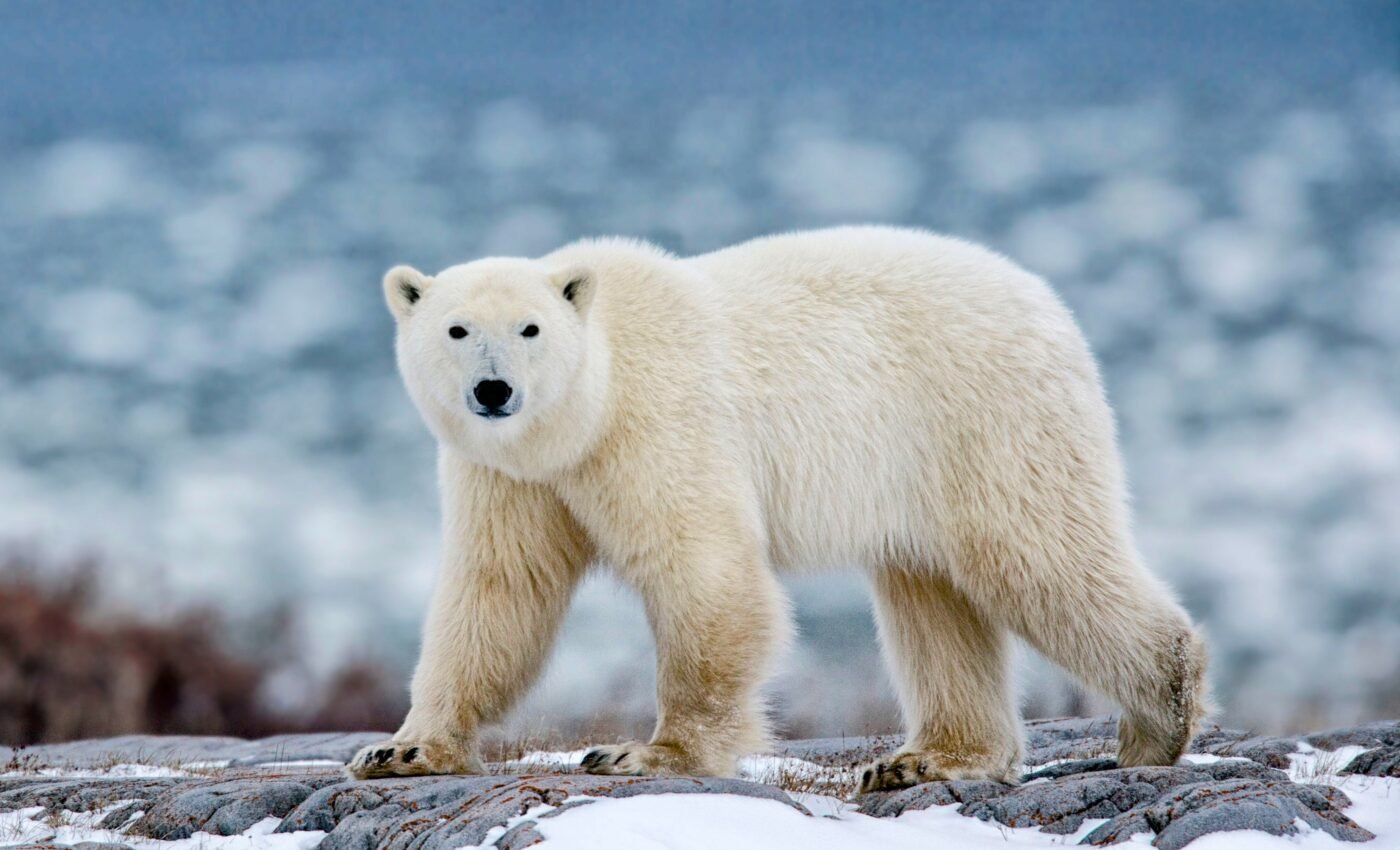 Sea ice loss forces polar bears to inbreed