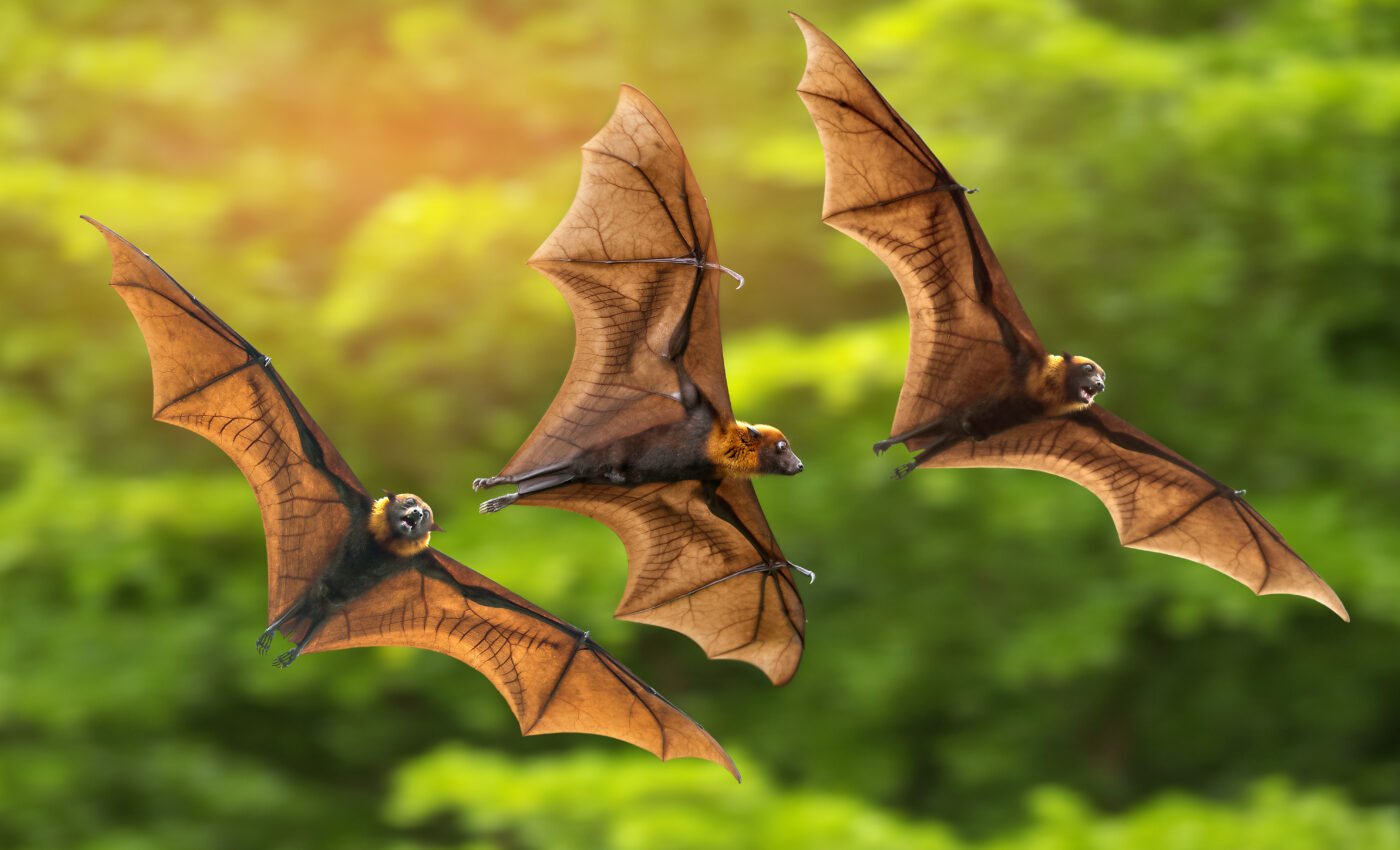 Vampire bats hunt for food with their friends