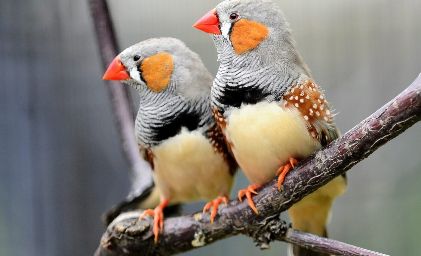 Scientists can predict bird calls based on brain signals
