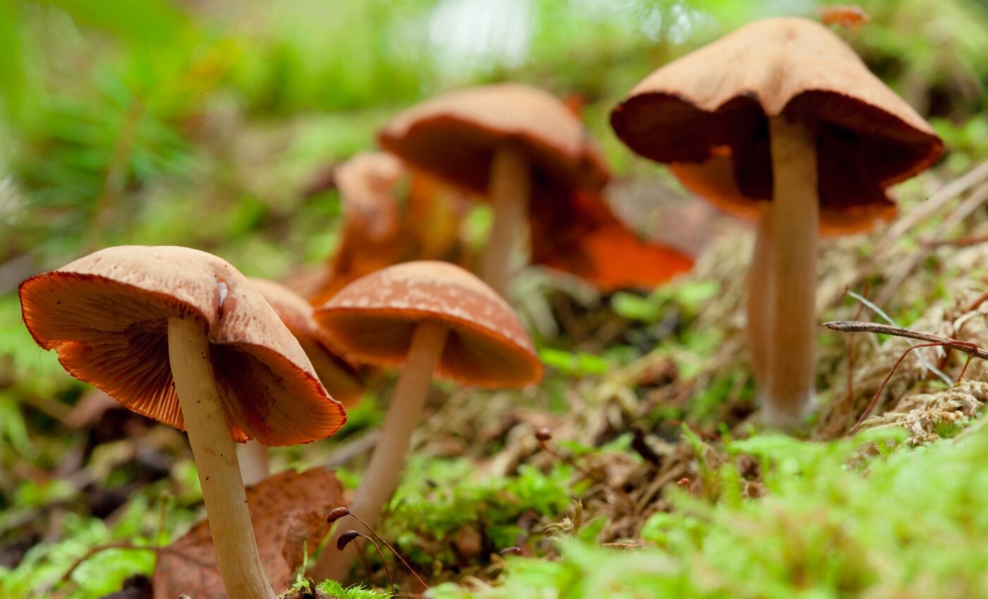 Magic mushrooms enhance music appreciation