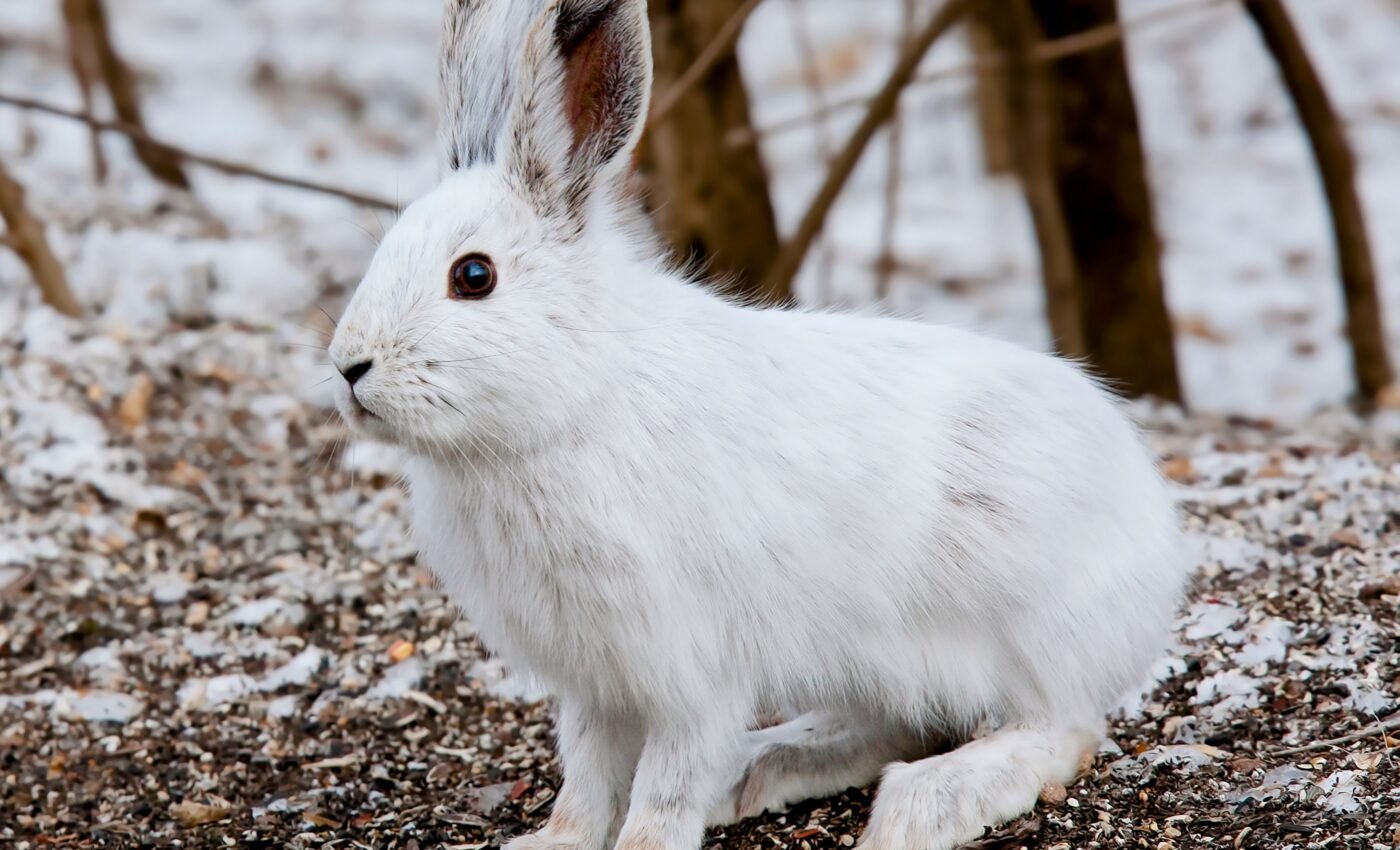 Snowshoe hares with less camouflage can still avoid predators