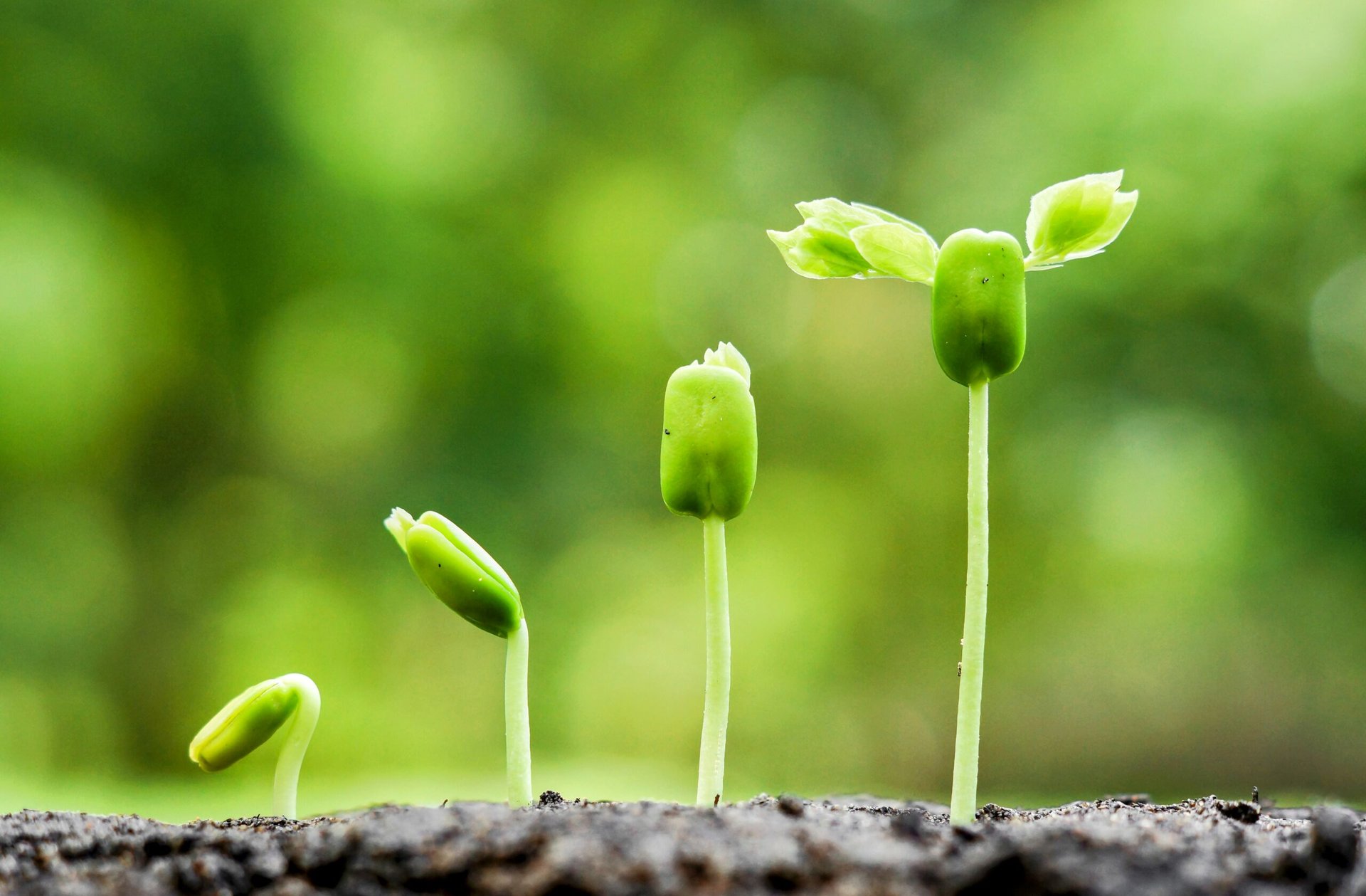Artificial scaffolds can support the growth of plant cells