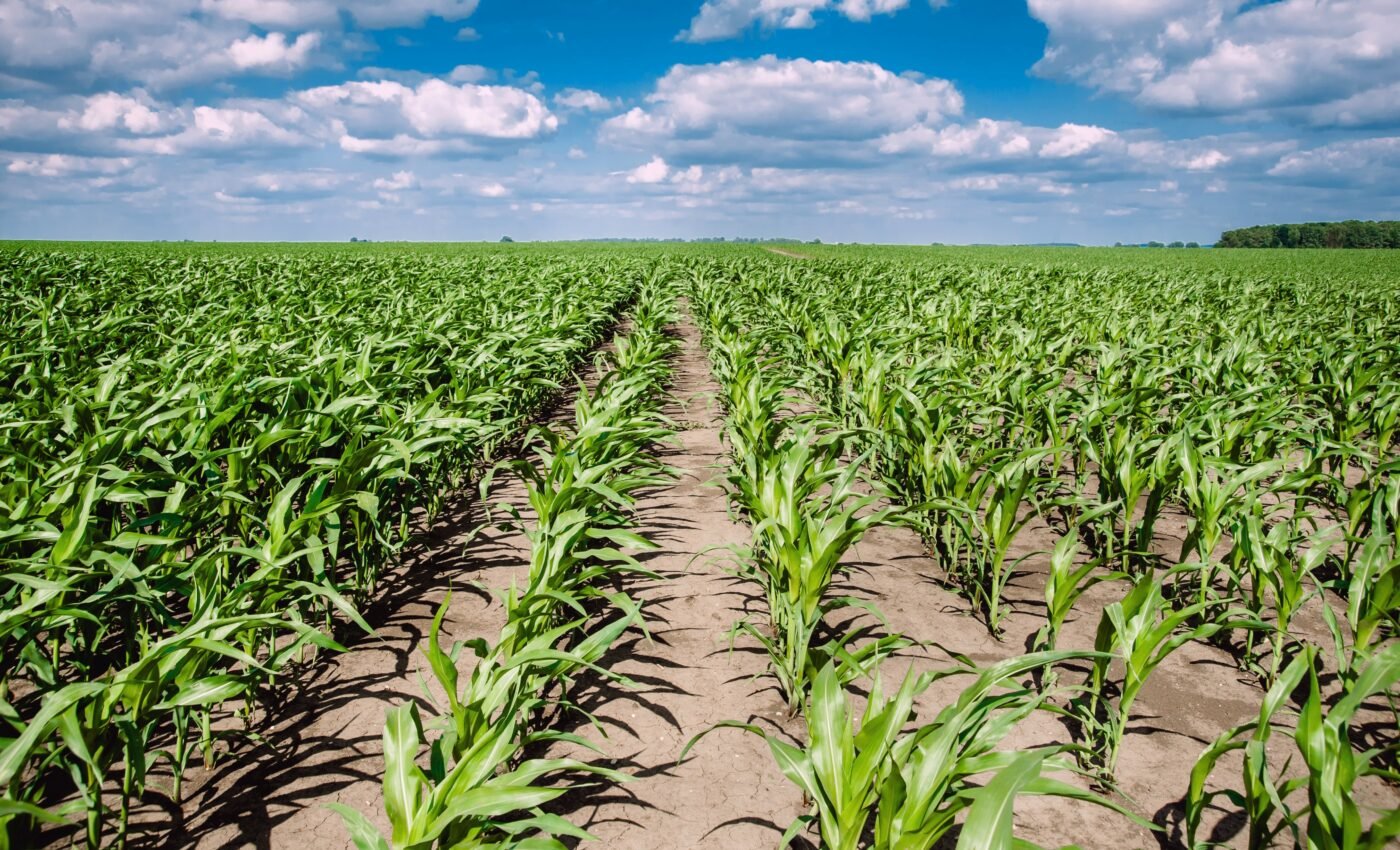 Air humidity has a big influence on rainfall in the Corn Belt
