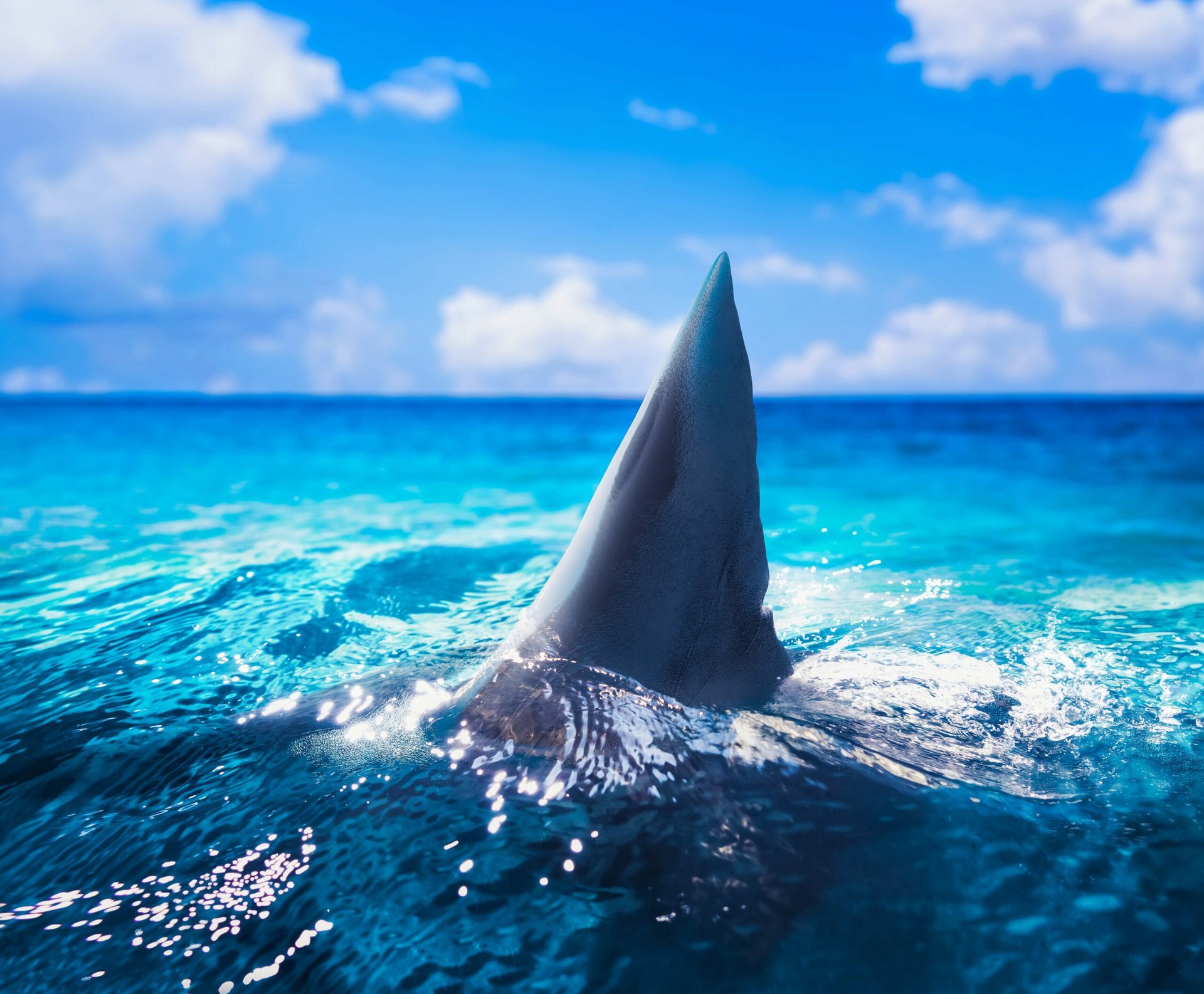 Fins and limbs share a deep evolutionary history
